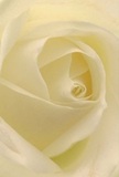 Step into the soft centre of an ivory-white rose, its delicate twist inviting you to imagine the touch of its morning-chilled petals as you would on a walk through Tooting's flower stalls. Light nestles between the spiraled curls, casting gentle shadows that add dimension and calm drama to the bloom's heart. The mood is peaceful-suggestive of a thoughtful gesture for a new beginning or a tender expression of empathy. As a florist rooted in Tooting, I find this rose embodies both purity and renewal-a perfect offering for sympathy, quiet admiration, or as a token of hope. Its fragrance whispers sweetly, reminiscent of fresh bouquets after light rain in the gardens near Tooting Bec. The artistry in this close-up lies not only in the flower's visual perfection, but in the intention behind each carefully selected petal-a story of heartfelt care and community, beautifully crafted and swiftly delivered throughout Tooting, Balham, and the surrounding South London neighbourhoods.
